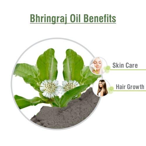 Salvia Bhringraj Oil (Eclipta alba) 100% Pure & Natural - Undiluted Uncut Cold Pressed Premium Oil Use for Aromatherapy, Skin Care & Hair - Therapeutic Grade (250 ML (8.45351))