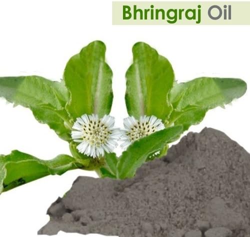 Salvia Bhringraj Oil (Eclipta alba) 100% Pure & Natural - Undiluted Uncut Cold Pressed Premium Oil Use for Aromatherapy, Skin Care & Hair - Therapeutic Grade (15ml (0.50 Fl Oz))