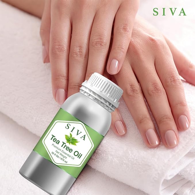 Siva Tea Tree Essential Oil - 16 Fl Oz – Natural Tea Tree Oil - for Diffuser, Face, Skin Care, Aromatherapy, Hair Care, Scalp and Body Massage