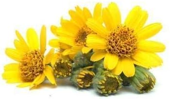 Arnica (Arnica Montana) Therapeutic Essential Oil by Salvia Amber Bottle 100% Natural Uncut Undiluted Pure Cold Pressed Undiluted Aromatherapy Premium Oil (500 ML)