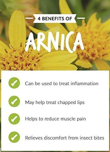Arnica (Arnica Montana) Therapeutic Essential Oil by Salvia Amber Bottle 100% Natural Uncut Undiluted Pure Cold Pressed Undiluted Aromatherapy Premium Oil (500 ML)