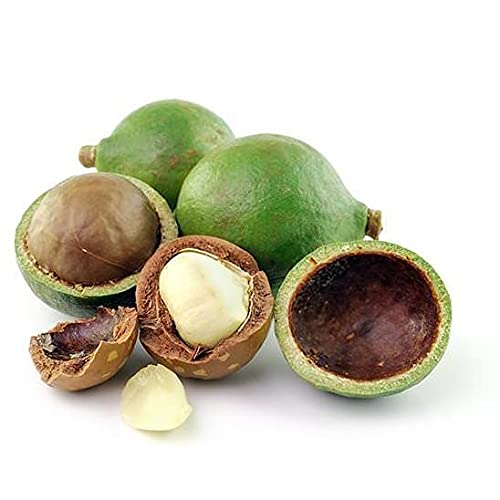 Tamanu Oil - Pure, Uncut, Unrefined, Non-GMO, Cold Pressed, Nut Carrier Oil for Skin, Hair, Nails, Body, Face, DIY, Cosmetic - 16 oz - Hydrating, Moisturizing