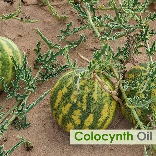 Salvia Colocynth Oil | Pure and Natural Cold-Pressed Oil | Hair Care (Hair Thickening, Improve Scalp Health) Skin Care (Moisturizes & Nourishes)- Cosmetic Grade - 15 ML