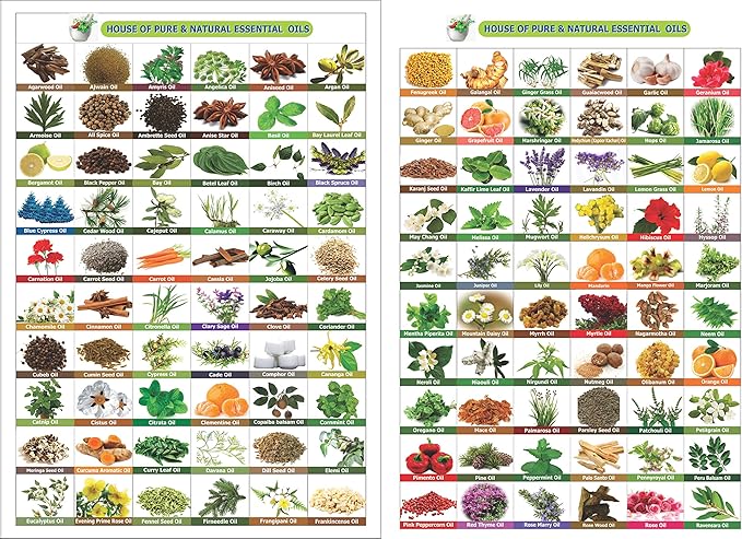 Arnica (Arnica Montana) Therapeutic Essential Oil by Salvia Amber Bottle 100% Natural Uncut Undiluted Pure Cold Pressed Undiluted Aromatherapy Premium Oil (500 ML)